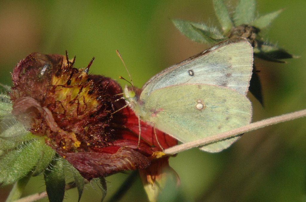 036 2007-10227941 Stony Brook Wildlife Sanctuary, MA.JPG - Clouded Sulphur Butterfly. Stony Brook Wildlife Sanctuary, MA, 10-22-2007